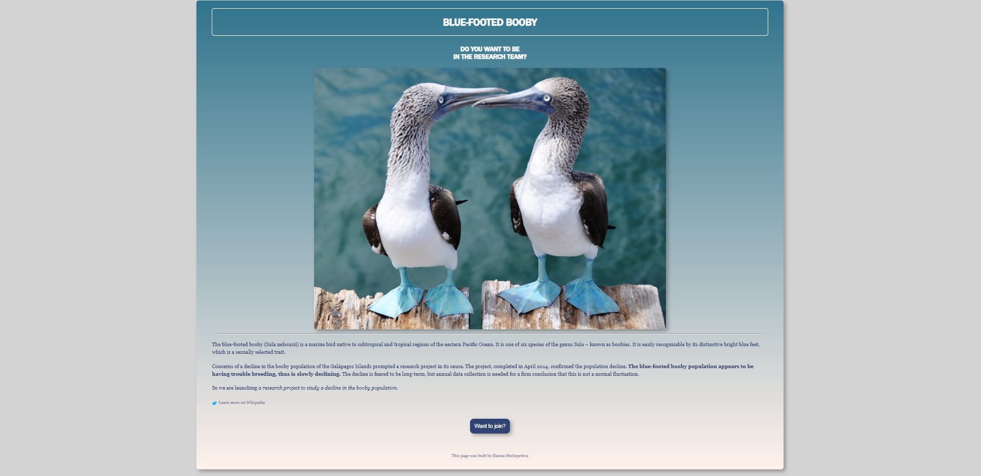 Blue-footed Booby project preview